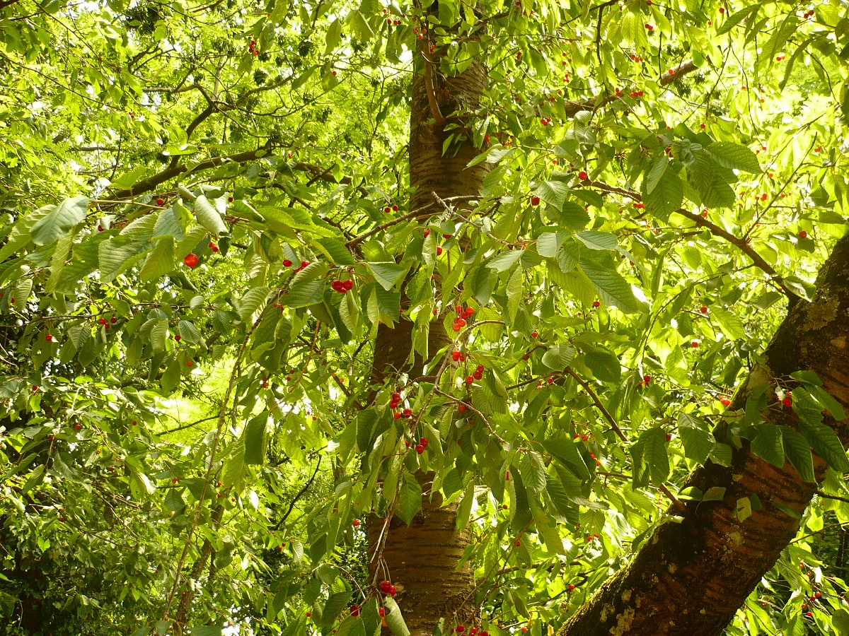 Prunus avium (Rosaceae)